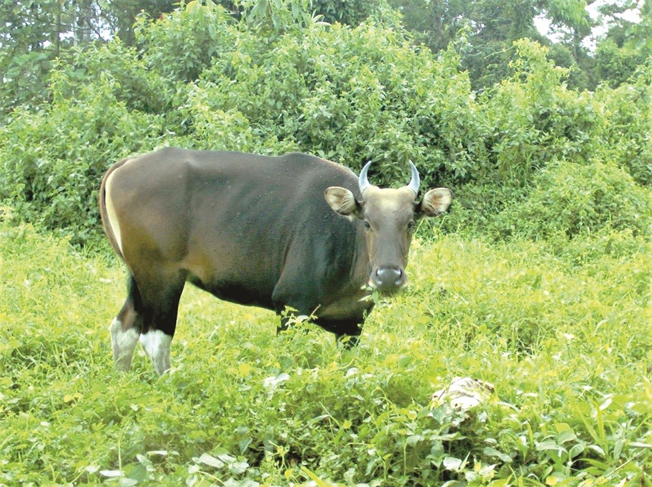 Bornean Banteng