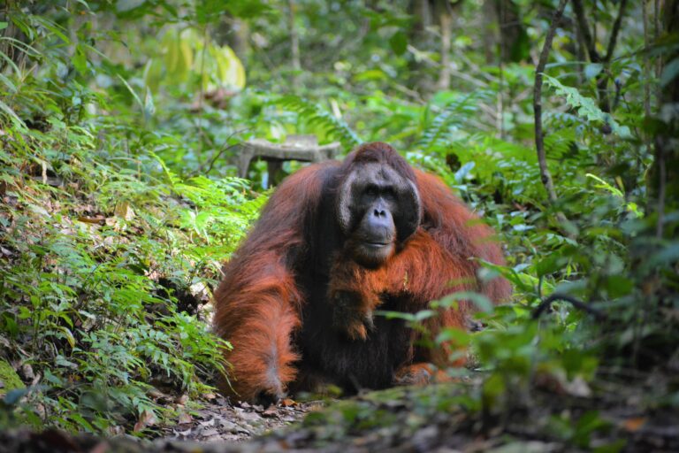 SFC terima peruntukan RM2 juta dari GWP perkukuh usaha pemuliharaan Orang Utan