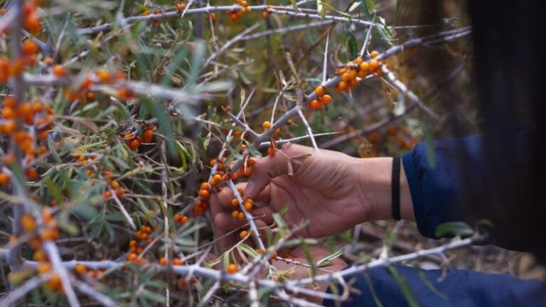 How a Small Berry Brings Big Benefits to Communities in the Himalaya