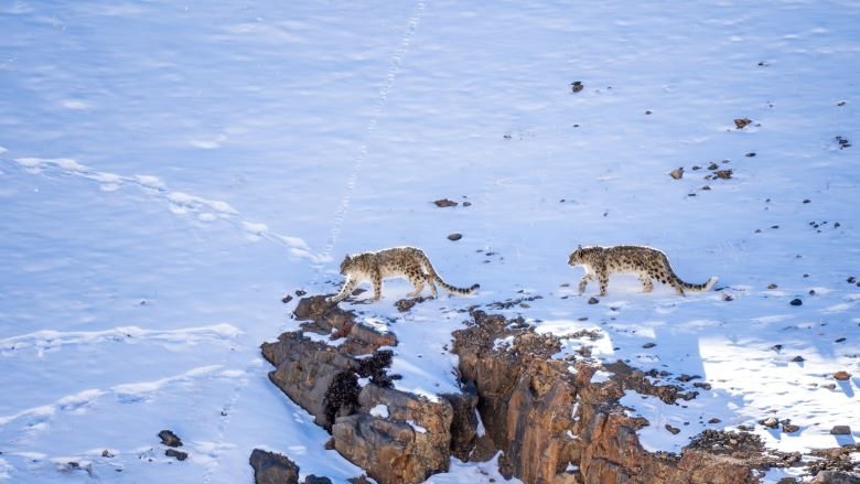 A pair of snow leopards cross rugged, snowy terrain