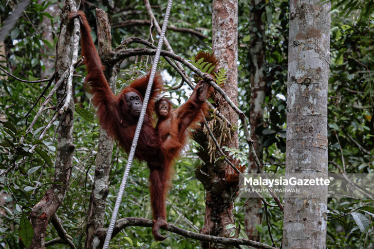 Pemuliharaan hidupan liar kurang perhatian, GWP Malaysia gesa libat komuniti tempatan