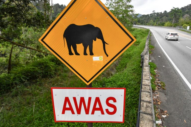 AI Bantu Lindungi Hidupan Liar Dan Pengguna Jalan Raya