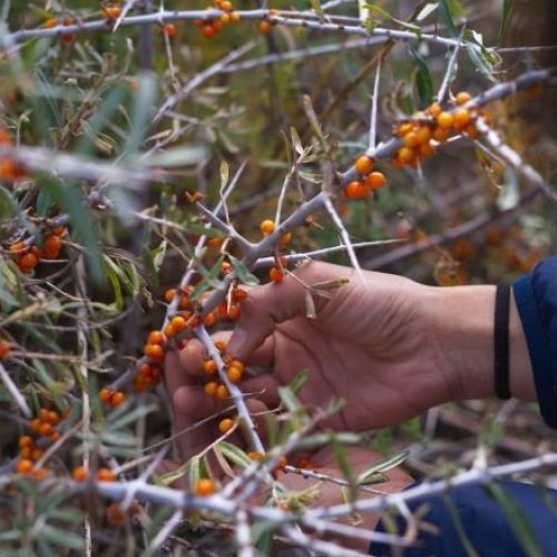 Plucking sea buckthorn berries in the trans-Himalaya.  

Asim Patel – stock.adobe.com