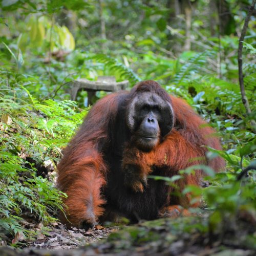SFC terima peruntukan RM2 juta dari GWP perkukuh usaha pemuliharaan Orang Utan