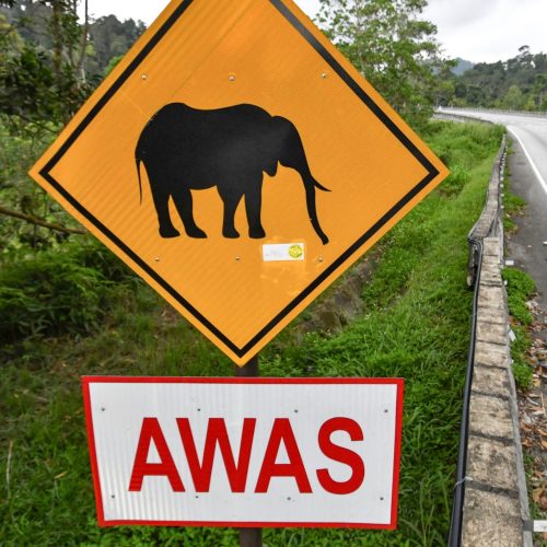 AI Bantu Lindungi Hidupan Liar Dan Pengguna Jalan Raya